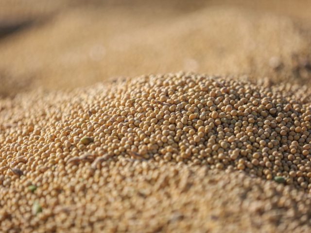 Whey ou protéines végétales pour la récupération après l’effort