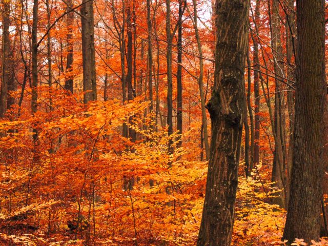 Comment se protéger des virus qui circulent à l’automne ?