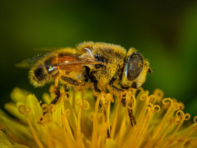 Comment se préparer aux allergies saisonnières ?