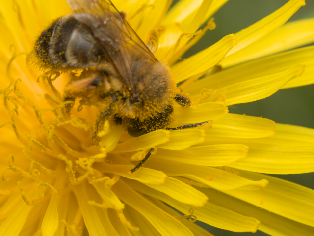 Se préparer aux allergies saisonnières